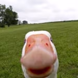 Avatar 3goose6