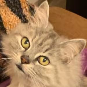 Avatar de_strim