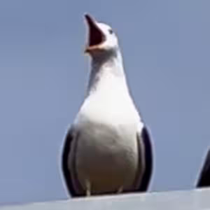 Avatar shovoron