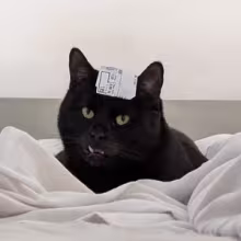 Avatar artasakatioma