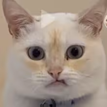 Avatar ba3ikalo