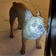 Avatar dark_raider_4