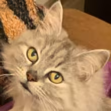 Avatar de_strim