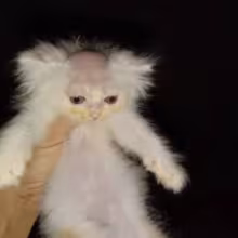 Avatar ditry1337vevo