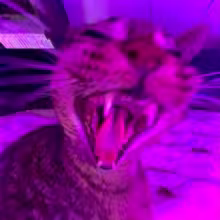 Avatar ftamex_13