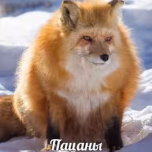 Avatar i_lis_xd_i