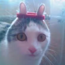 Avatar netsikavo
