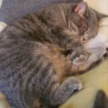 Avatar o_0alucard0_o