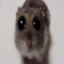 Avatar snorreh