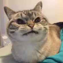 Avatar tavshan_helen