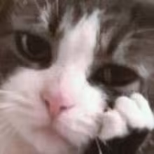 Avatar thenoblecore