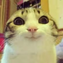 Avatar timursv240000