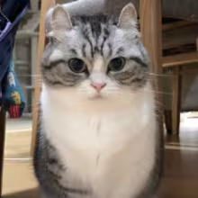 Avatar toks4k