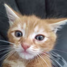 Avatar tt_undertale_sans