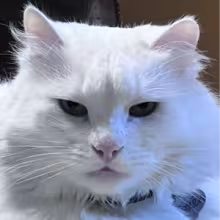 Avatar vladosktv