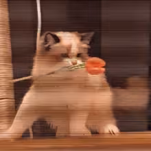 Avatar voolkanom1385