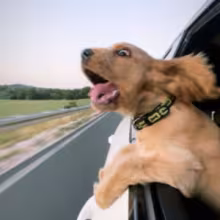 Avatar zaslanuikozak