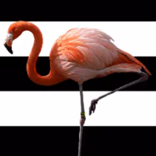 Avatar flam1ngo_twitch