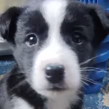 Avatar frikzii_iu99a