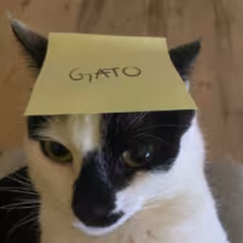 Avatar gat0_1337