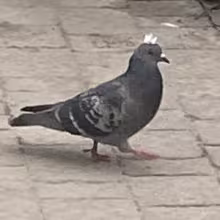 Avatar hoholkahlorka67928