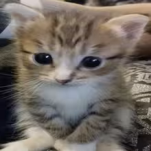 Avatar lerabebrochkchka