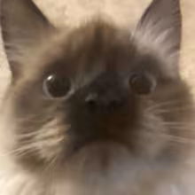 Avatar makycbka