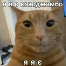 Avatar moogyxq