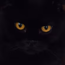 Avatar morphey8