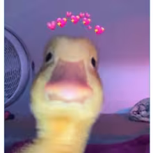 Avatar mxrobin02