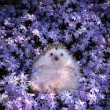 Avatar pavlo747484848