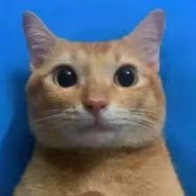 Avatar peacedukeo