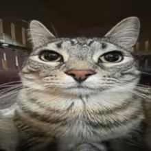 Avatar qahs22