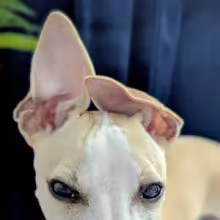 Avatar run_and_tanga