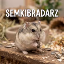 Avatar semkibradarz