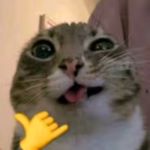 Avatar shkarpetka1337