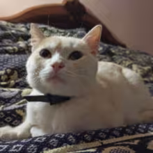 Avatar silent_marion