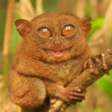 Avatar smelling_bebra