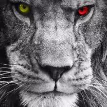 Avatar the_fantas_ak