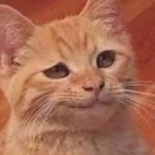 Avatar yesimarealcat