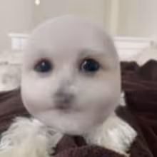 Avatar zohan_pahan1337